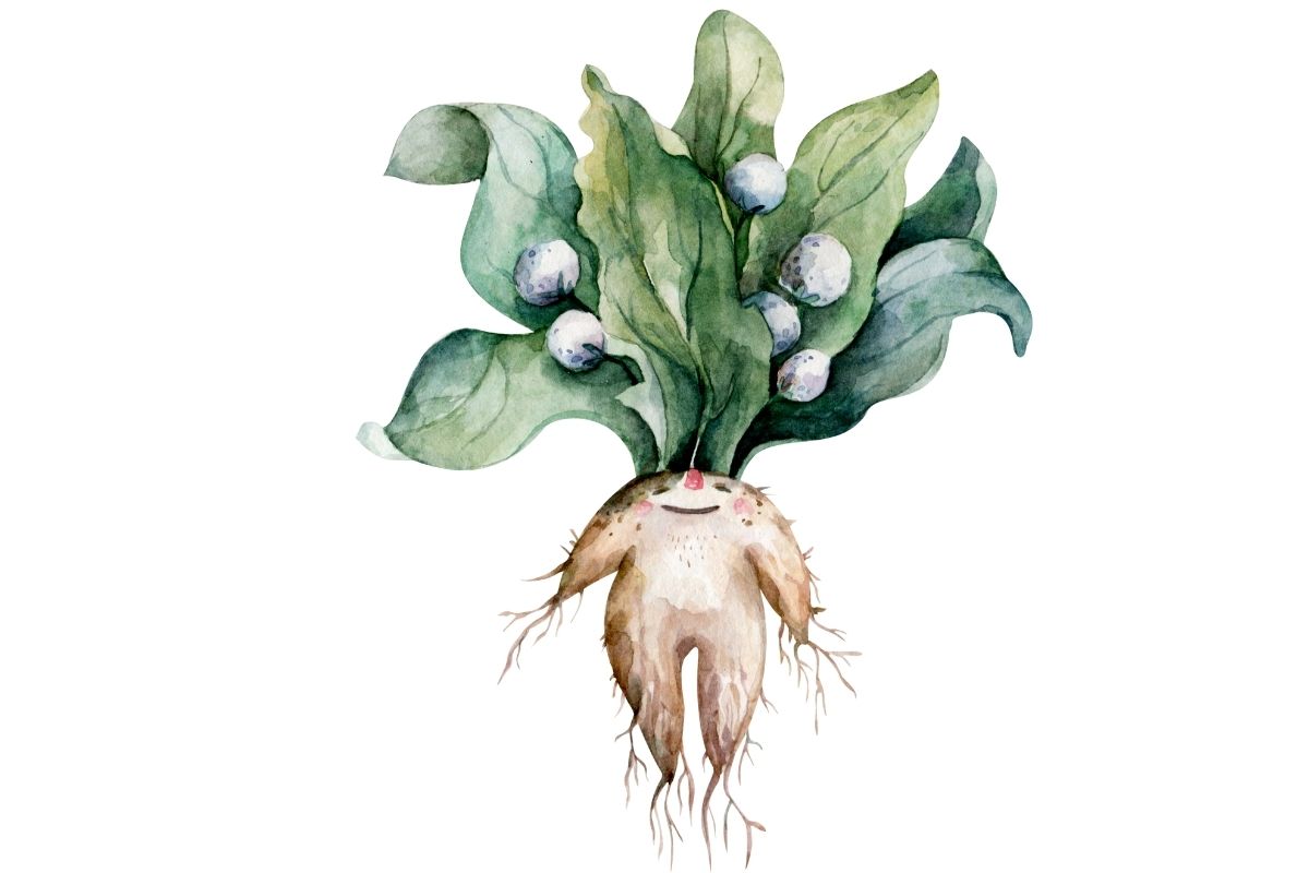 Saiba mais sobre Mandrágora: a planta que grita - Reprodução Canva