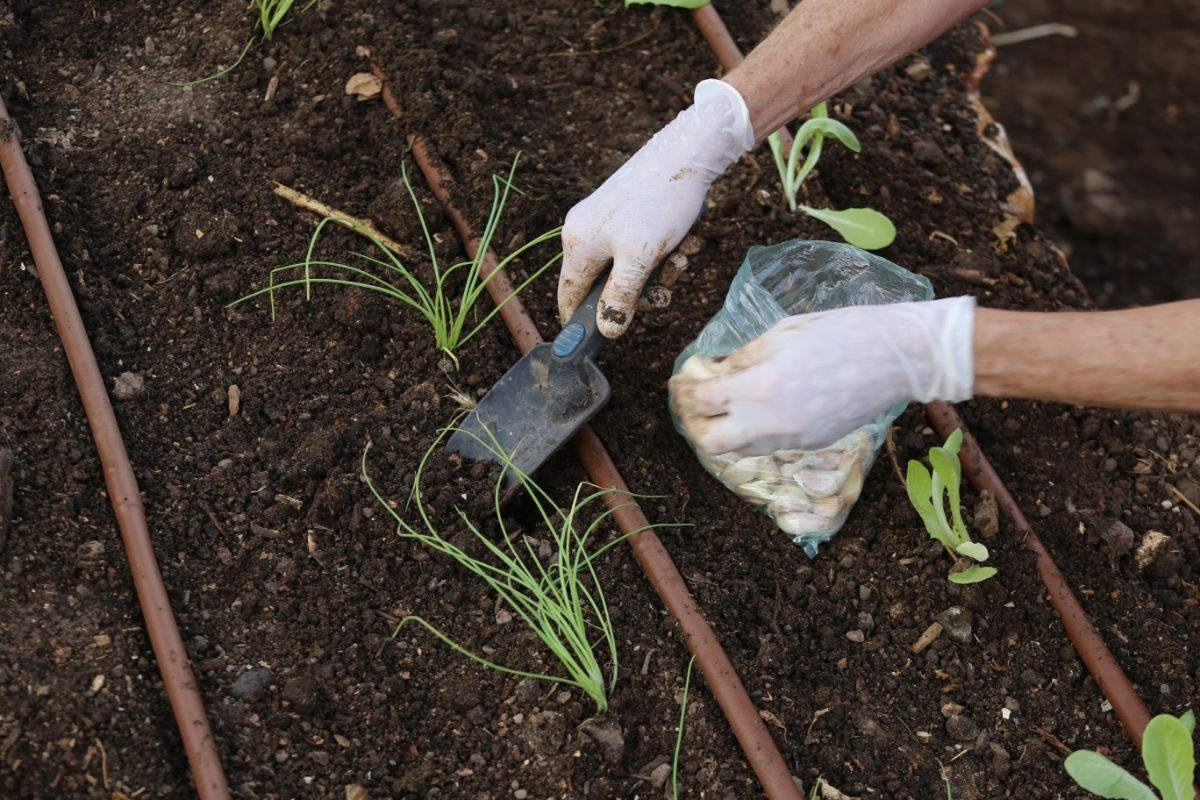 Como plantar alho Passo a passo para fazer em casa - Reprodução Canva (2)