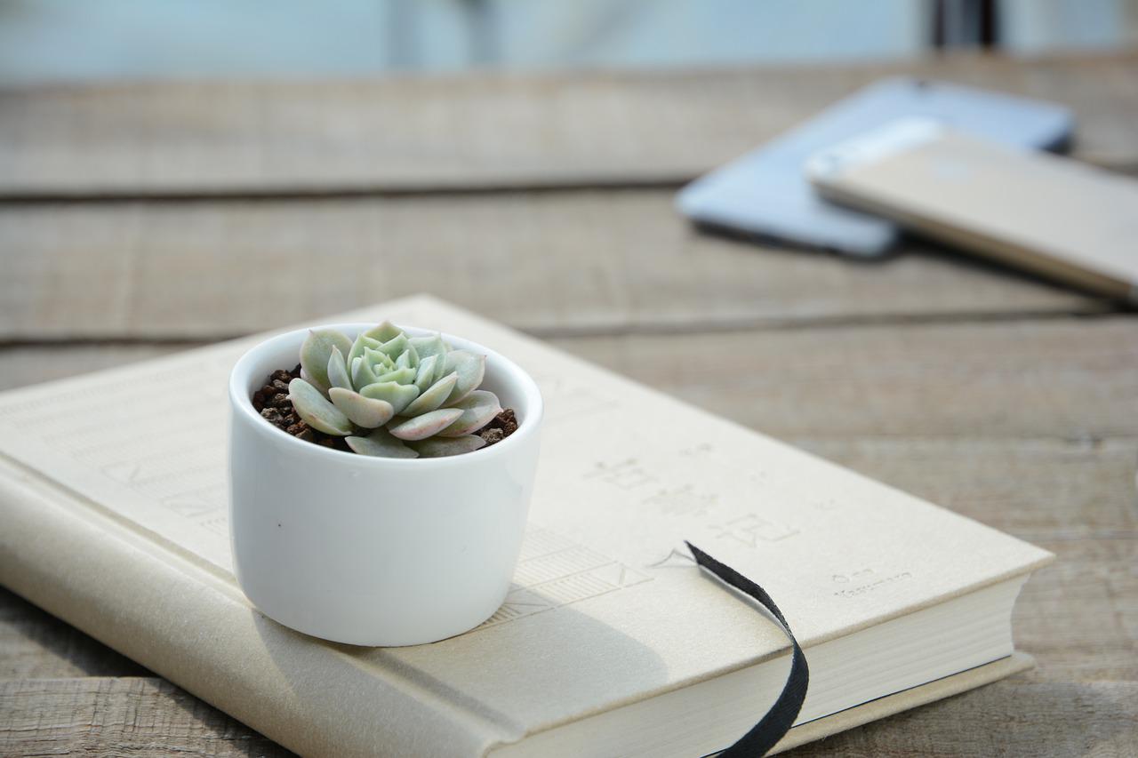 Veja algumas plantas pequenas fáceis de cultivar em casa - Reprodução Pixabay