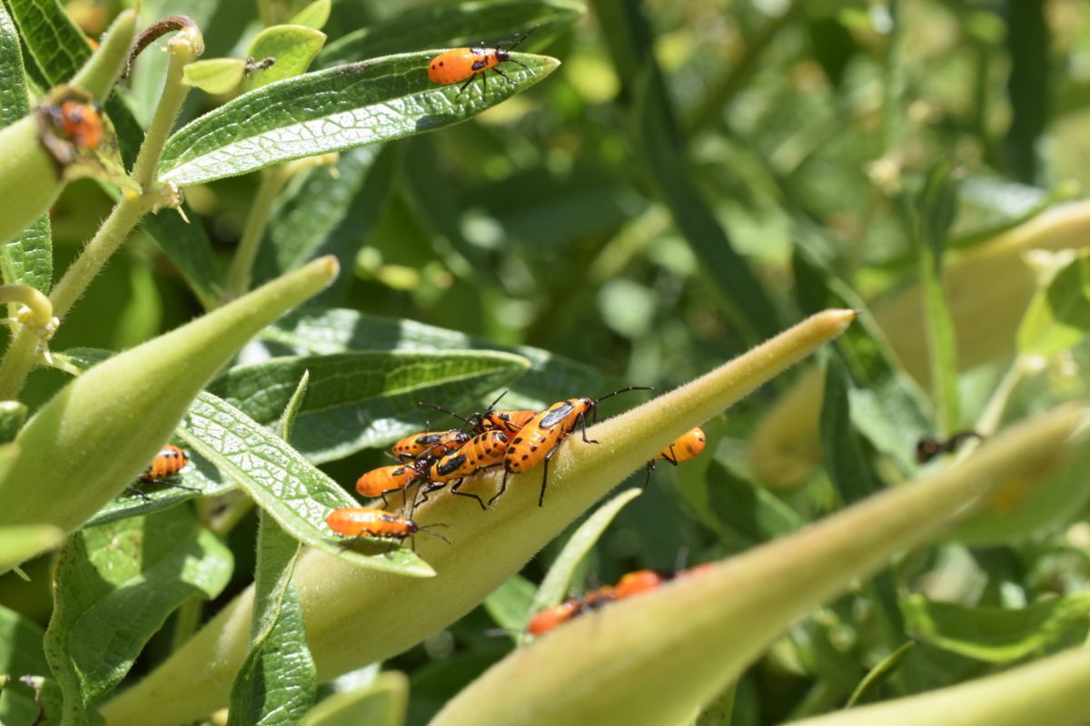 5 plantas para repelir os insetos do seu jardim; confira agora as dicas - Reprodução Canva