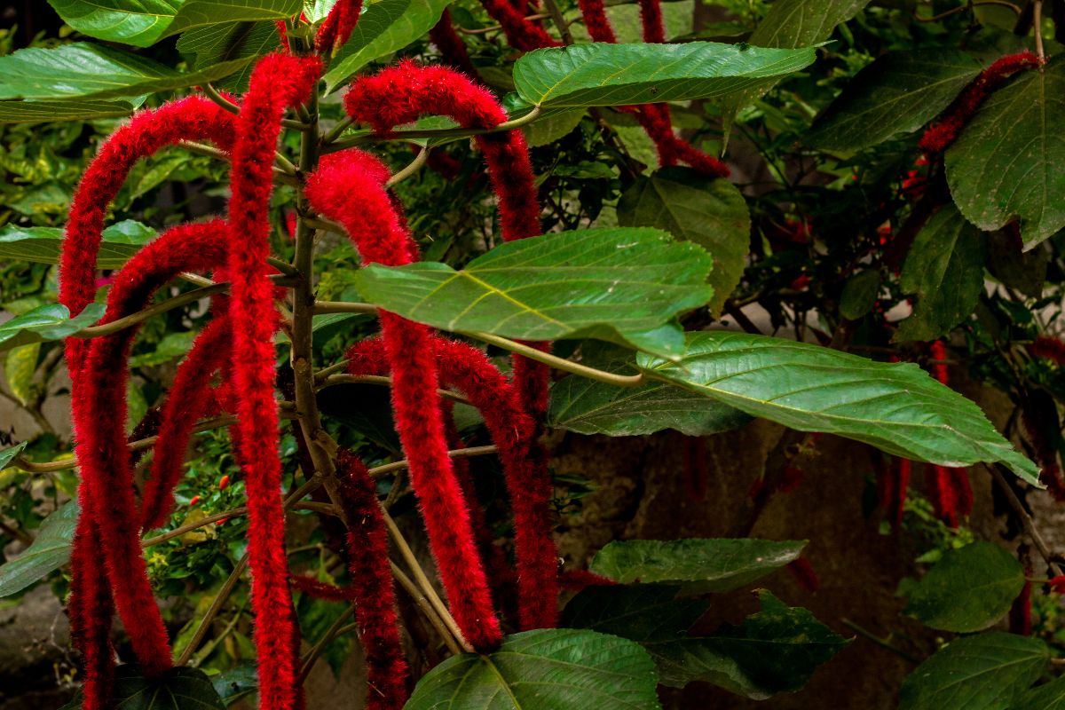 Cacto Rabo-de-macaco: conheça a suculenta peluda que dá flores. Reprodução: canva
