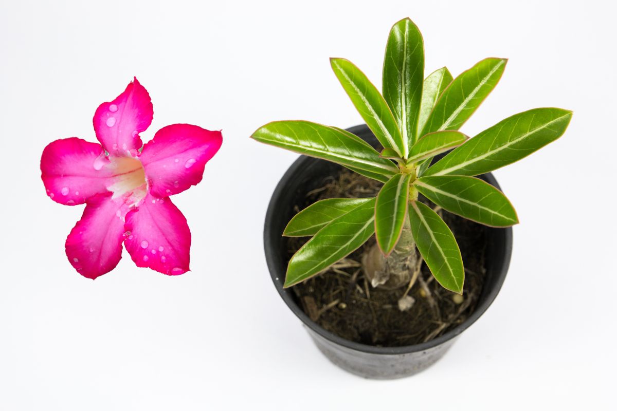 Rosa-do-Deserto: estudiosos desenvolvem plantas menores e substrato alternativo. Reprodução: canva