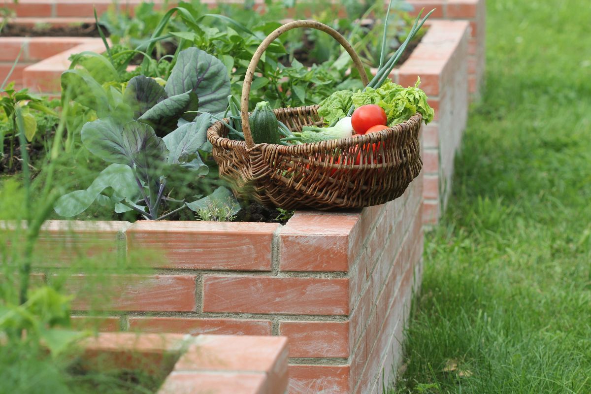 Jardim comestível é tendência em paisagismo, que alia decoração e saúde. Reprodução: canva