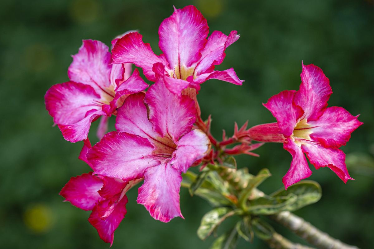 Como plantar e ajudar na floração da rosa do deserto - Reprodução Pixabay.