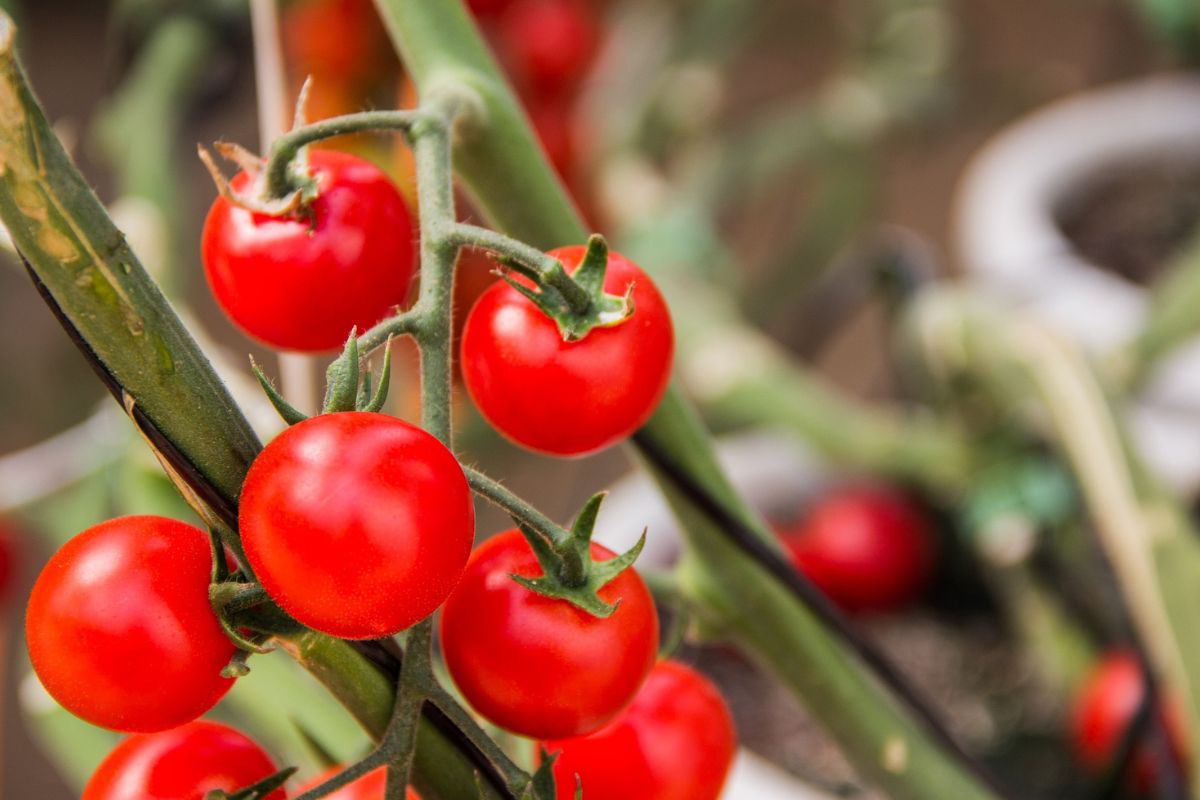 Como eliminar pragas do tomateiro em vasos - Reprodução Pixabay