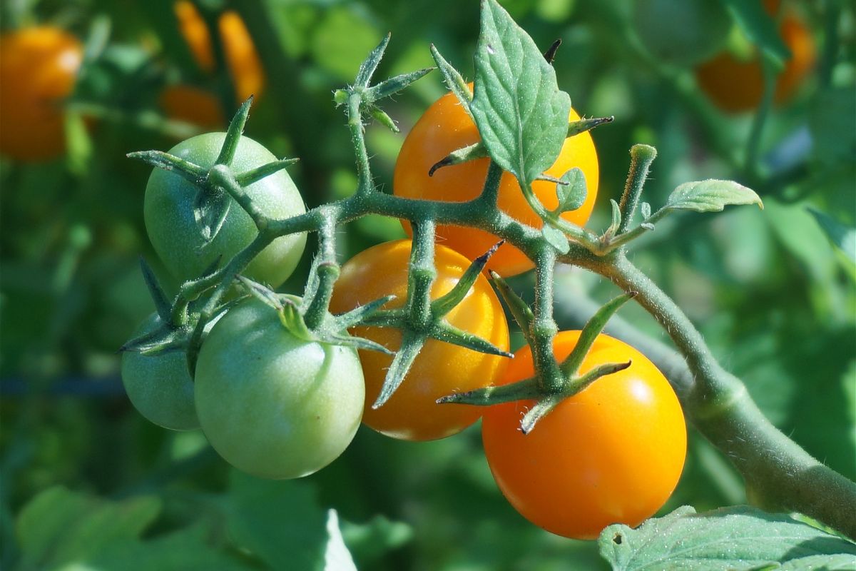 Entenda quais são os cuidados essenciais que você precisa ter com o seu tomateiro - Reprodução Canva