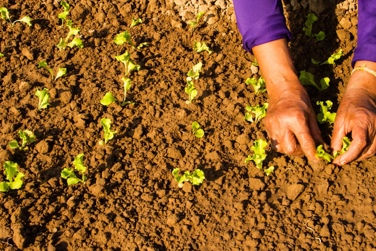 Aprenda a germinar a semente do alface de uma forma muito fácil - Reprodução Canva
