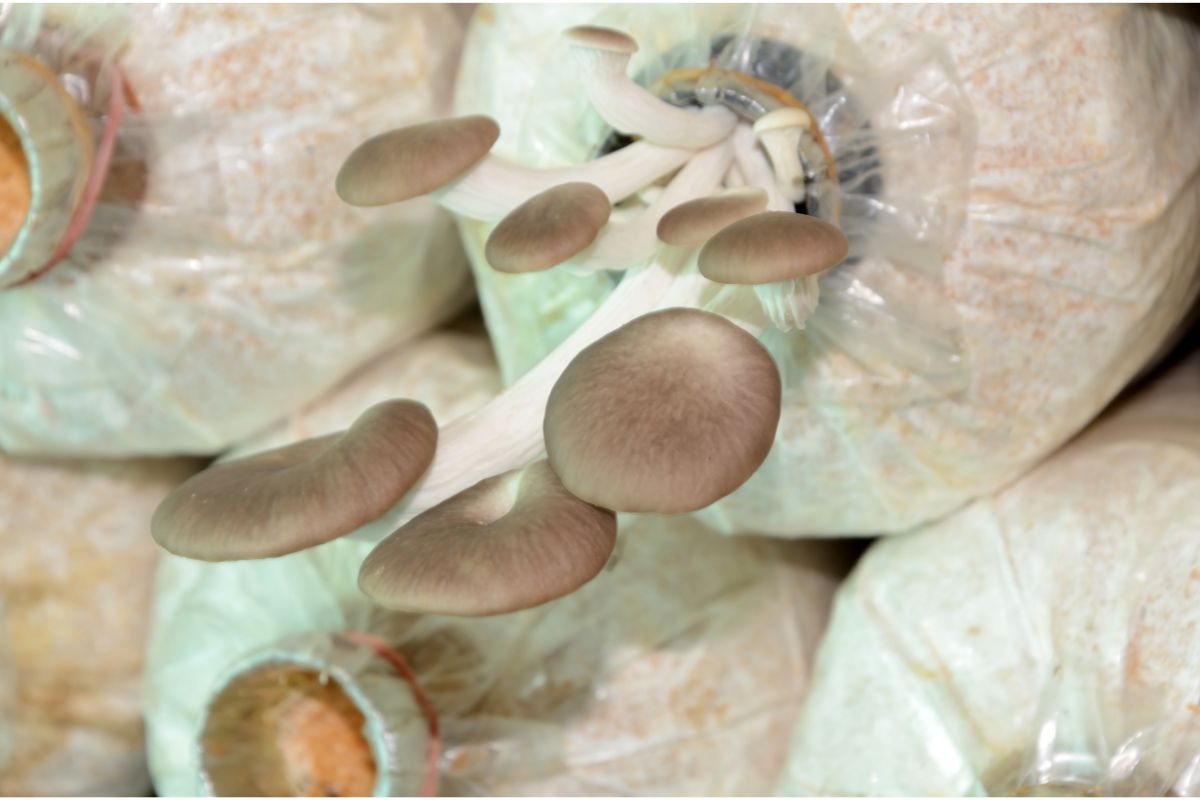 Aprenda de uma vez por todas a cultivar shimeji em casa Vida de Casa