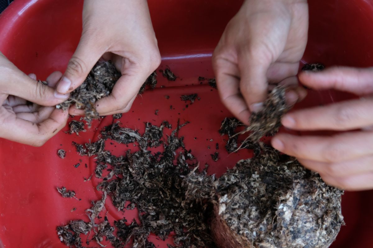Como fazer um substrato correto para cultivar cogumelos? Guia prático para você começar hoje - Reprodução Canva