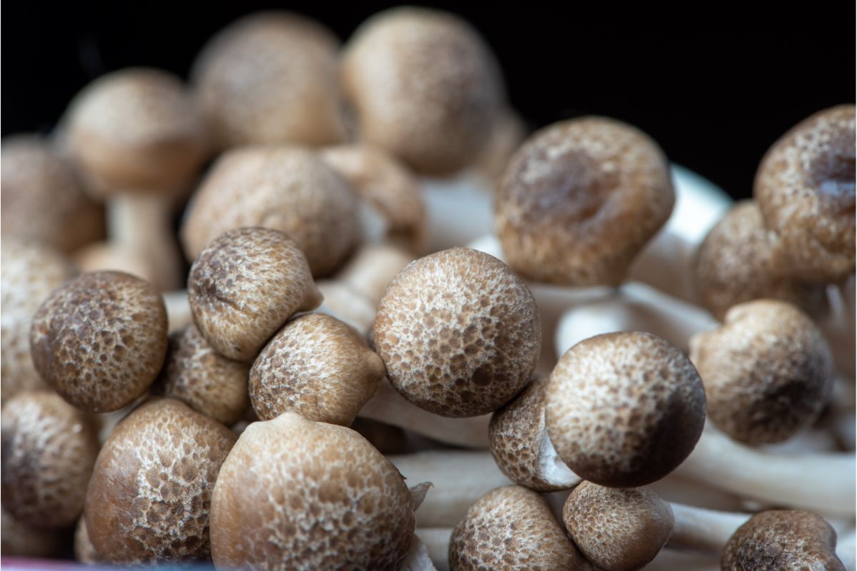 Aprenda de uma vez por todas a cultivar shimeji em casa Vida de Casa