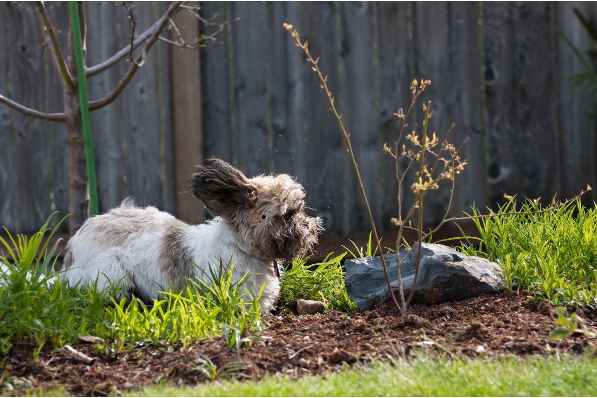 Como fazer um jardim em casa: proteja dos estragos do seu pet - Reprodução Canva