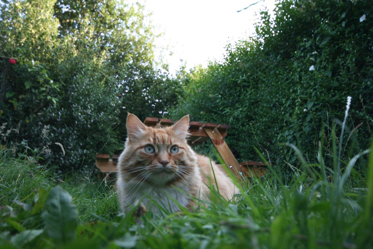 Como afastar gatos da sua horta? Aprenda uma dica simples e segura - Reprodução Canva