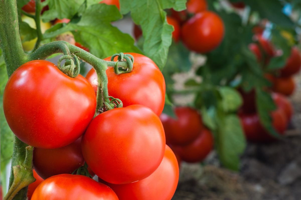 Você sabe qual é o melhor tipo de adubo para o tomateiro? Veja aqui - Reprodução Canva