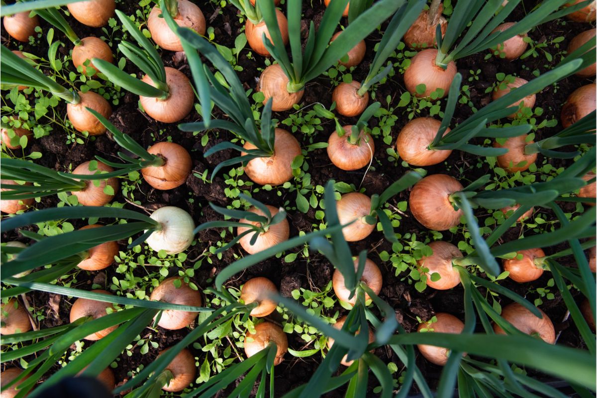 Aprenda a melhor forma de plantar cebola: econômica e fácil de fazer - Reprodução Canva