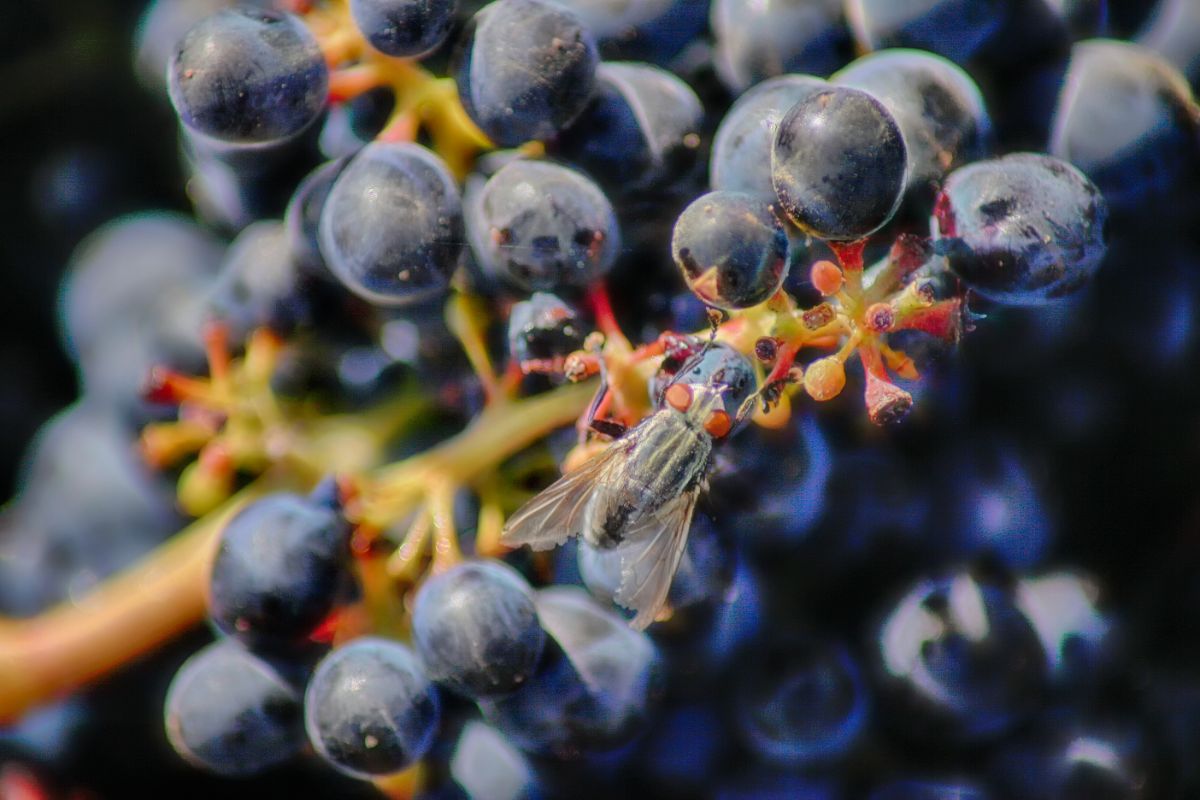 Mosca de fruta: como fazer uma armadilha de baixo custo para capturar esse inseto - Reprodução Canva