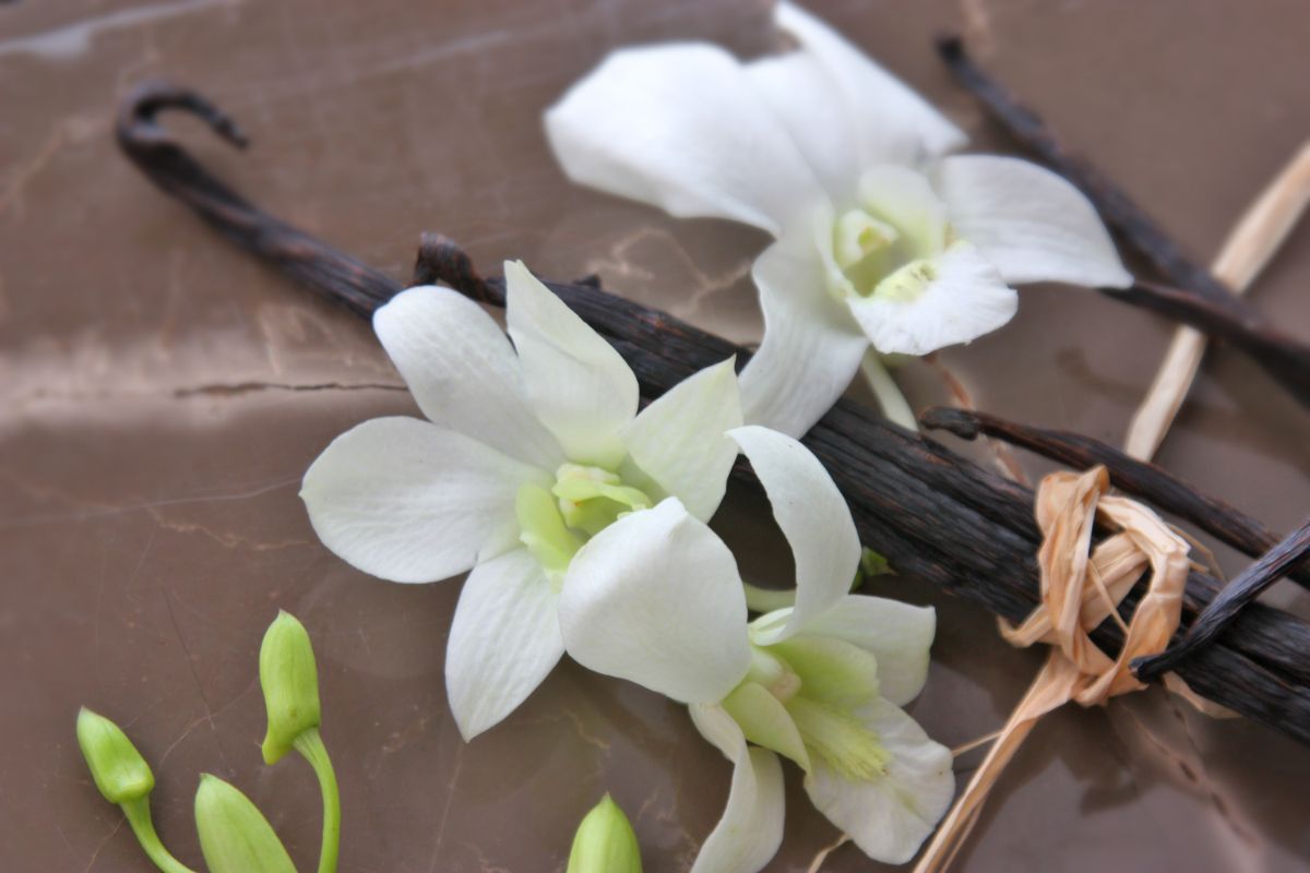 Como plantar orquídea baunilha no seu jardim: passo a passo do cultivo - Reprodução Canva