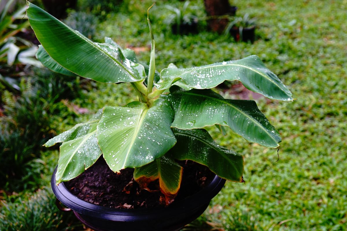 Banana de quintal: aprenda a plantar a bananeira em vaso - Reprodução Canva