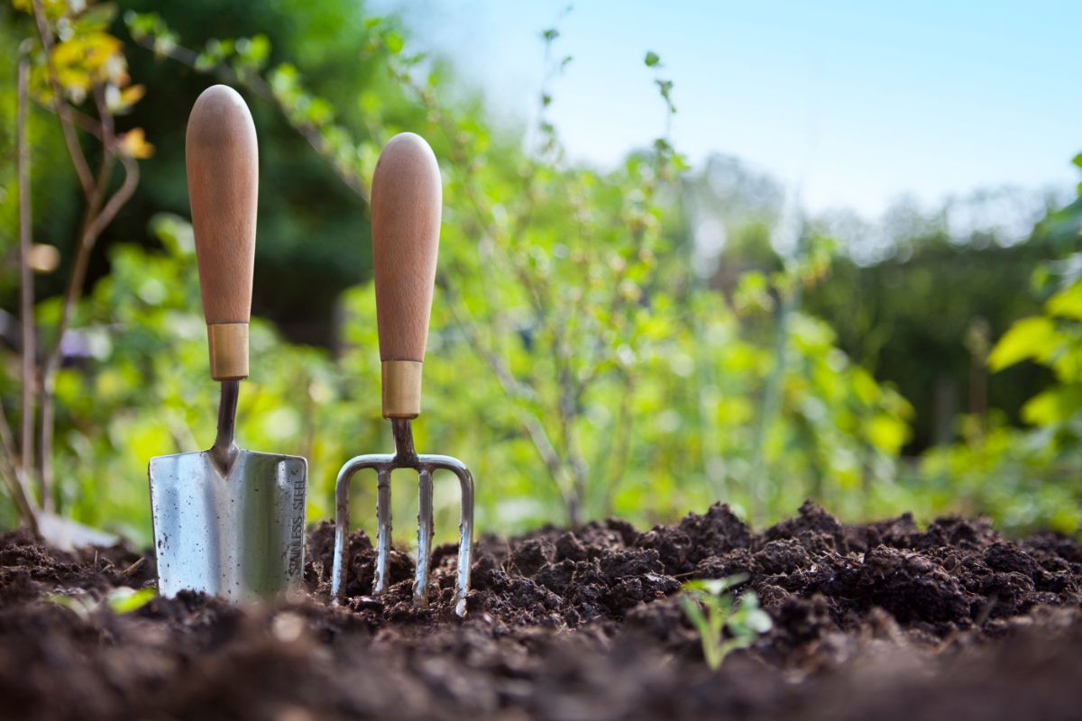 Conheça as três dicas mais básicas para inciantes de jardinagem - Reprodução Canva