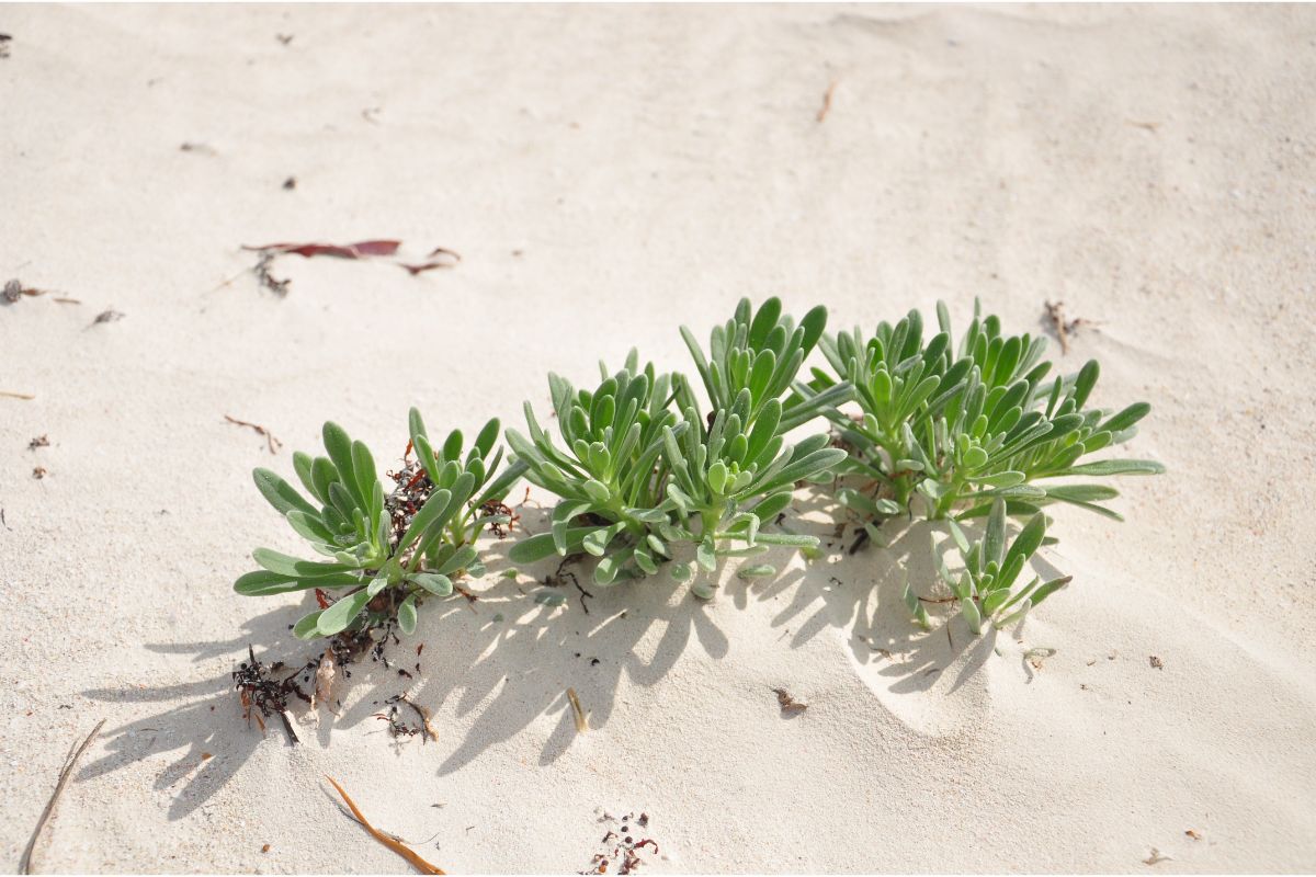 Conheça 5 plantas resistentes à maresia: plantas para plantar na praia -  Vida de Casa
