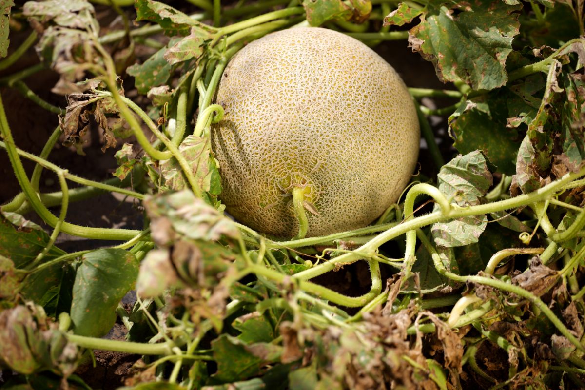Guia prático para plantar melão: passo a passo resumido em um artigo - Reprodução Canva