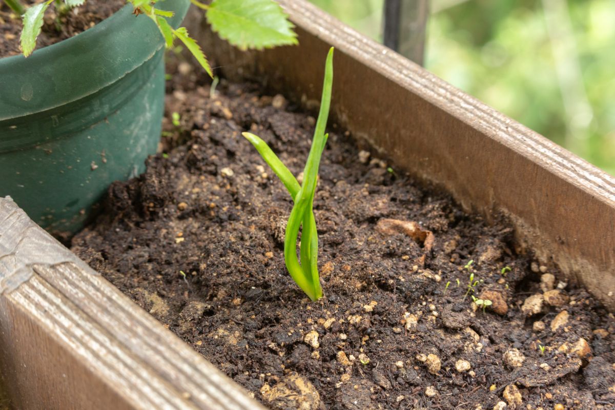 Passo a passo simplificado para você plantar alho na sua casa - Reprodução Canva