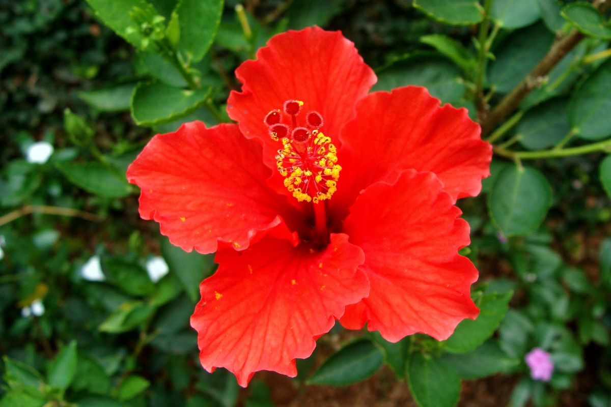 5 flores que toleram climas quentes e são perfeitas para o Brasil - Reprodução Canva