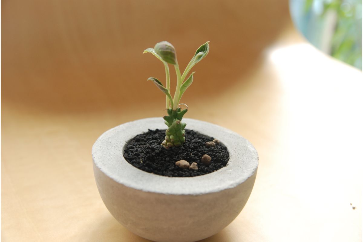 4 dicas essenciais para quem deseja plantar em vaso: guia básico - Reprodução Canva