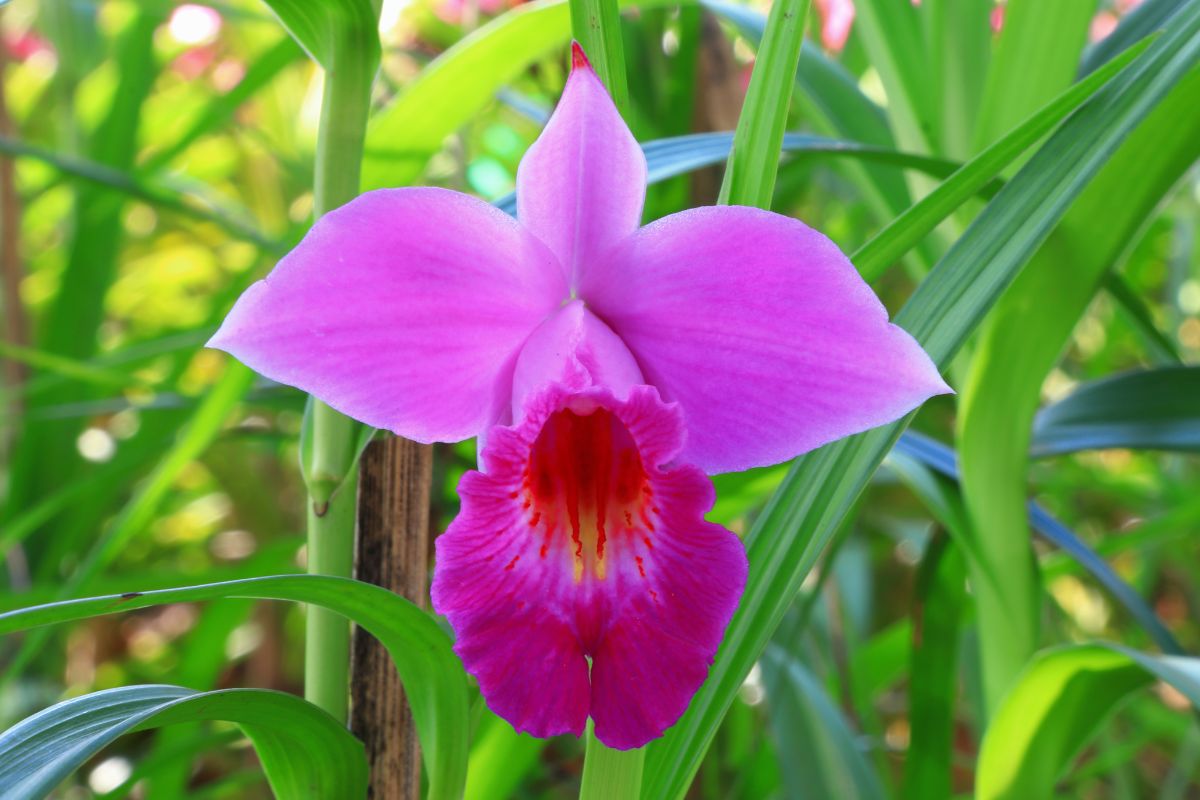 Orquídea-Bambú - Reprodução Canva
