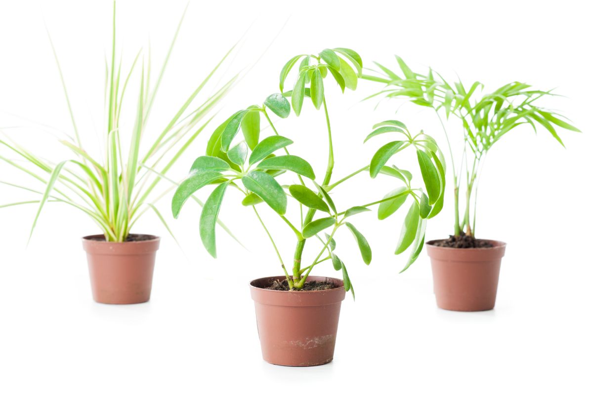 Plantas com folhagens gigantes para enfeitar seu jardim; você vai amar - Reprodução Canva