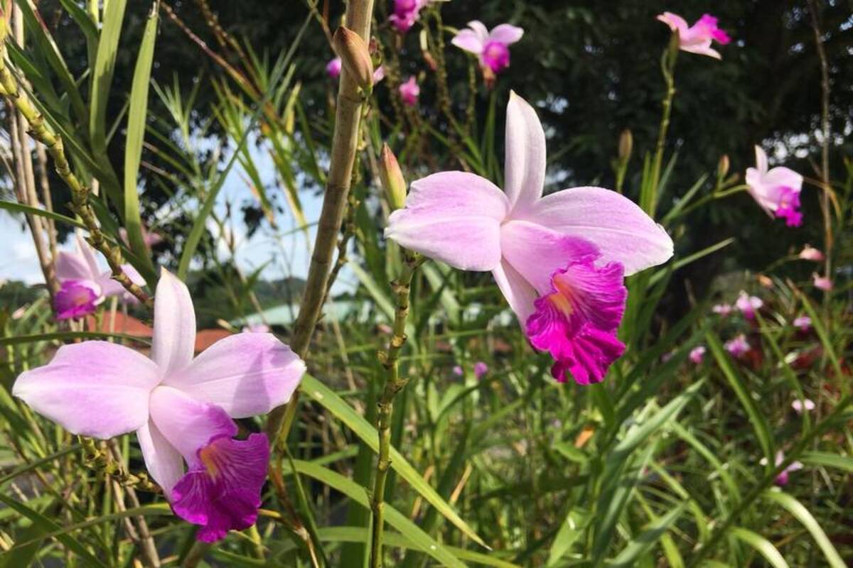 Orquídea-Bambú - Canva