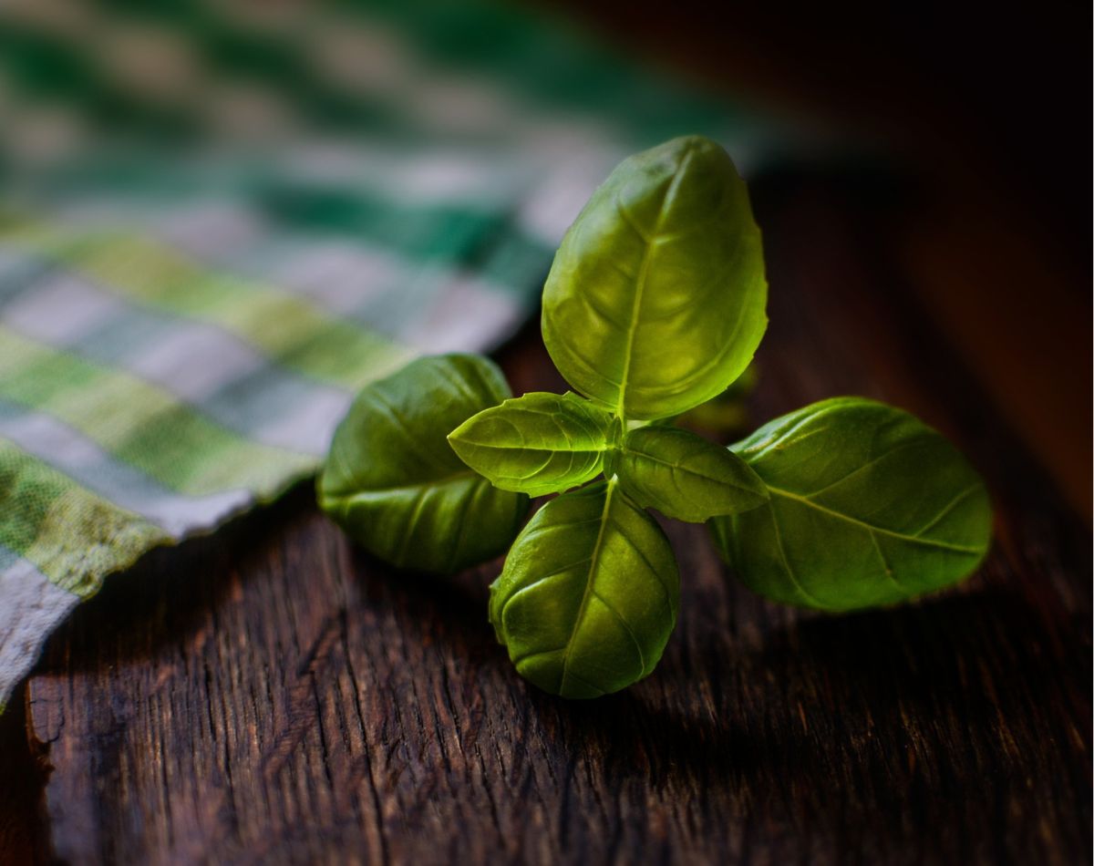Como cultivar manjericão em casa; confira agora essas dicas - Pixabay