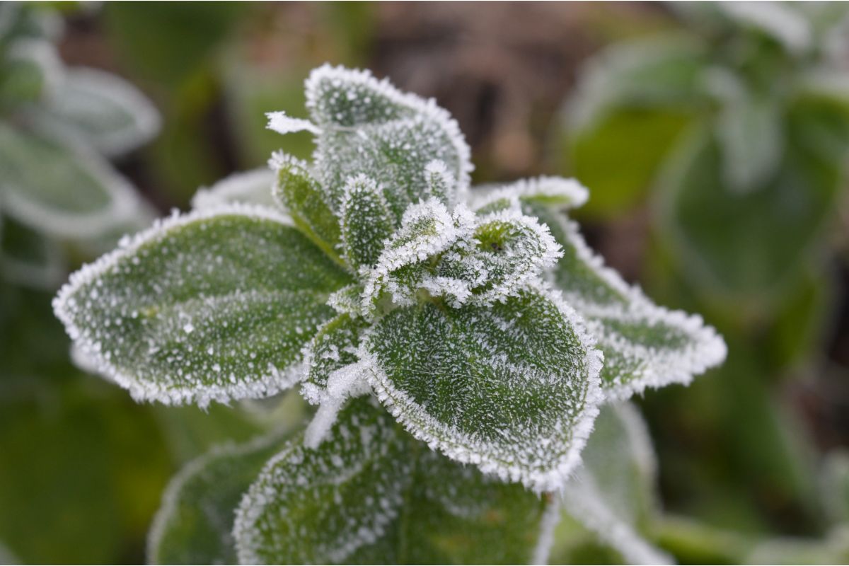 Entenda como o frio interfere na produtividade da sua horta - Reprodução Canva