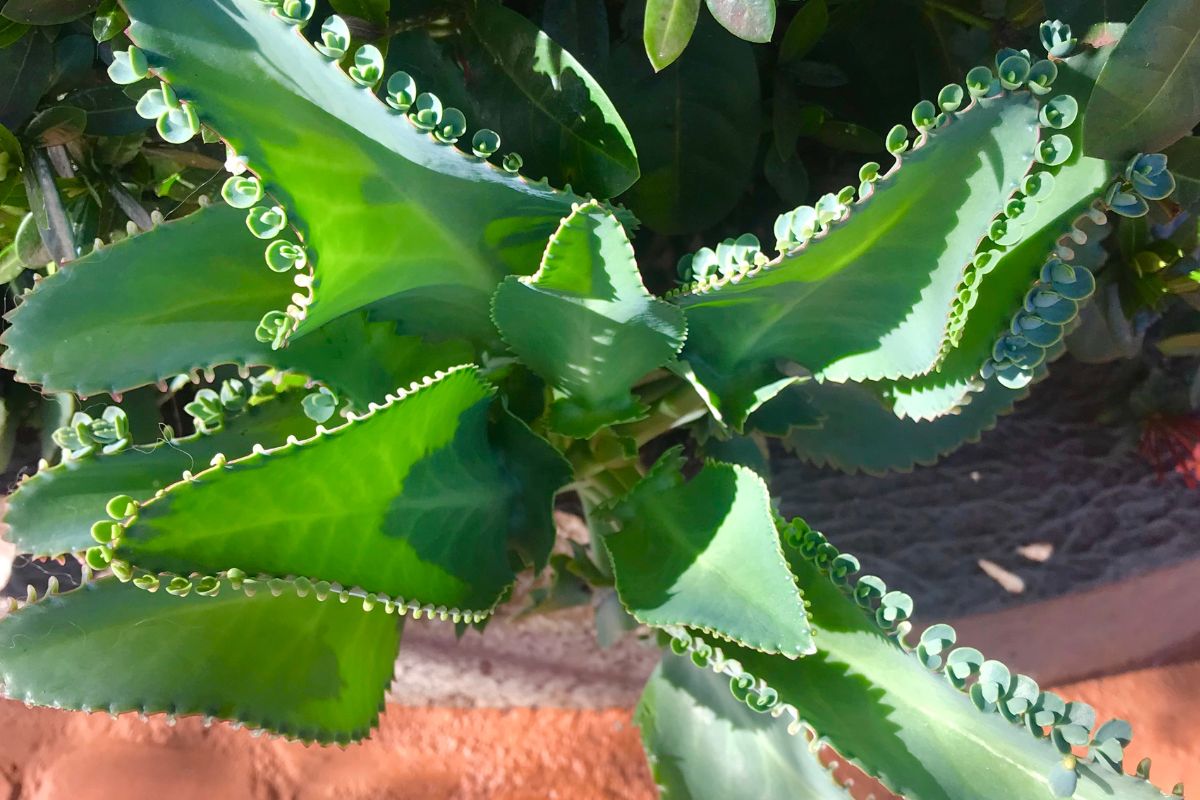 Aranto: conheça a planta asiática que lembra a babosa - Reprodução Canva