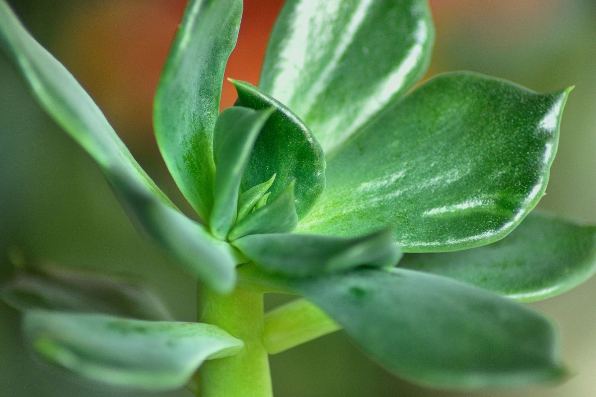 Bálsamo: conheça mais sobre a planta famosa por aliviar problemas estomacais - Reprodução Canva
