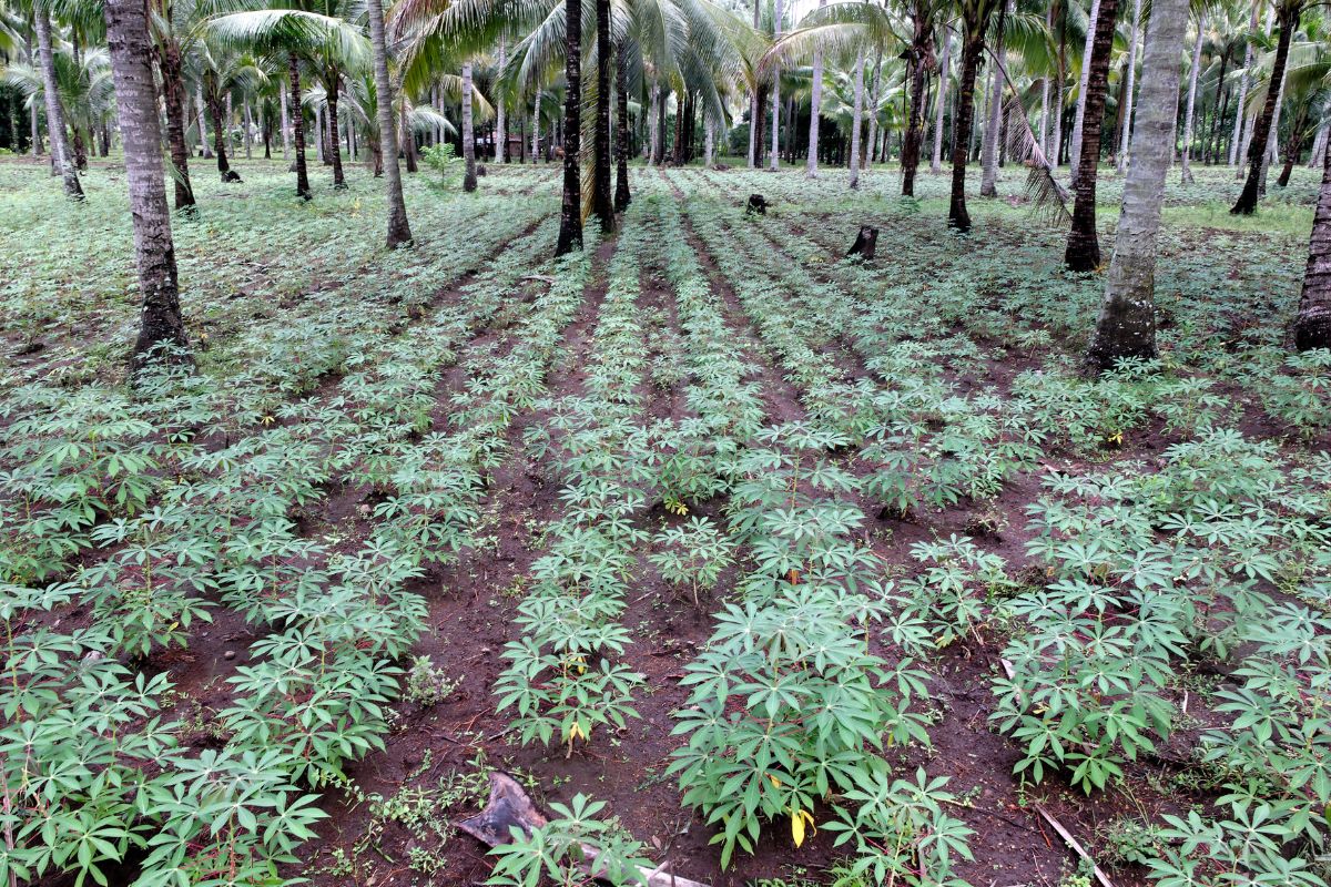 As 2 formas de plantar mandioca para ter uma super produção - Reprodução Canva
