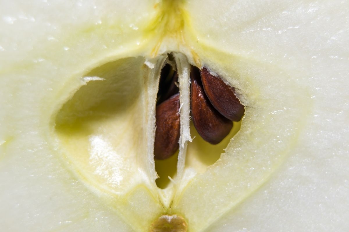 Plantando maçãs: aprenda o passo a passo para germinar a semente - Reprodução Canva