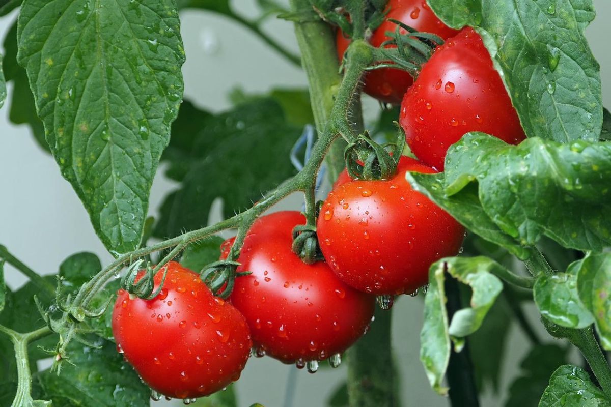 3 Dicas para colher tomates em 60 dias - Reprodução Pixabay.
