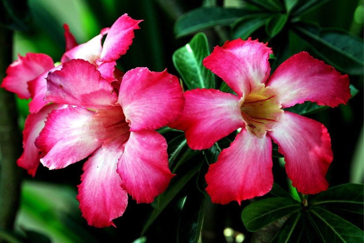 Melhor adubo para rosa do deserto florir - Reprodução Pixabay.