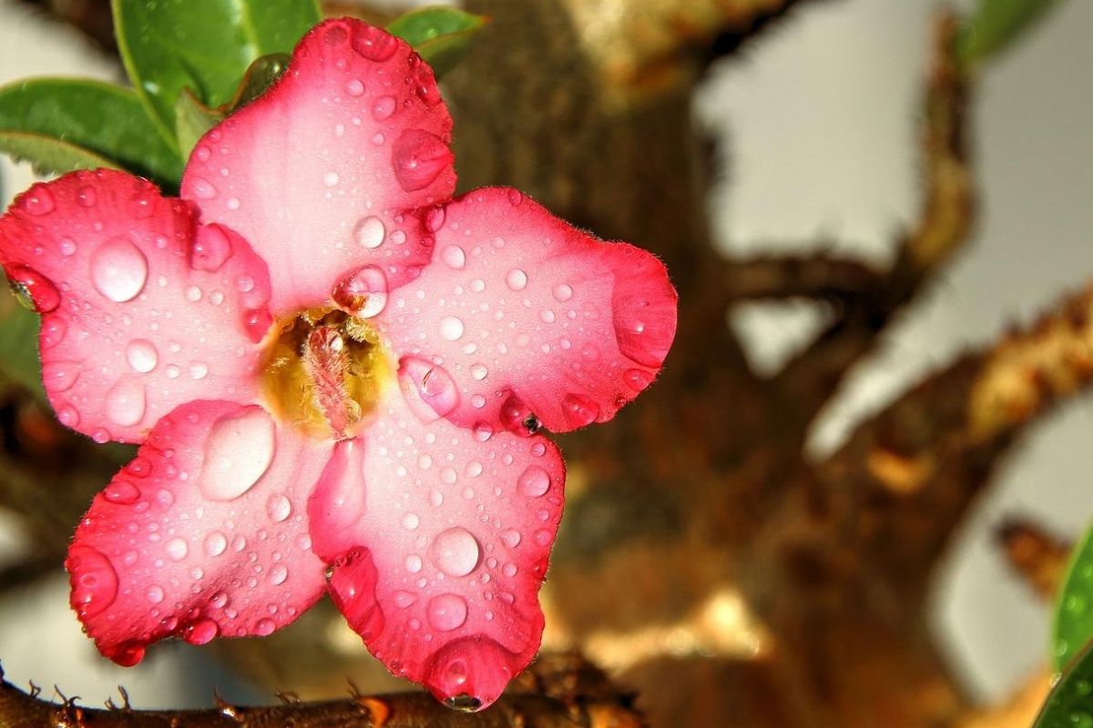 Rosa do Deserto - Reprodução Pixabay.