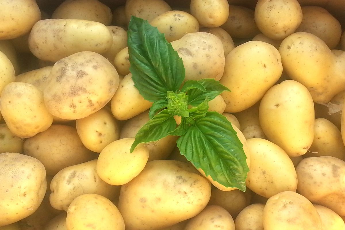 Cultivo de batatas em casa - Fonte Canva.