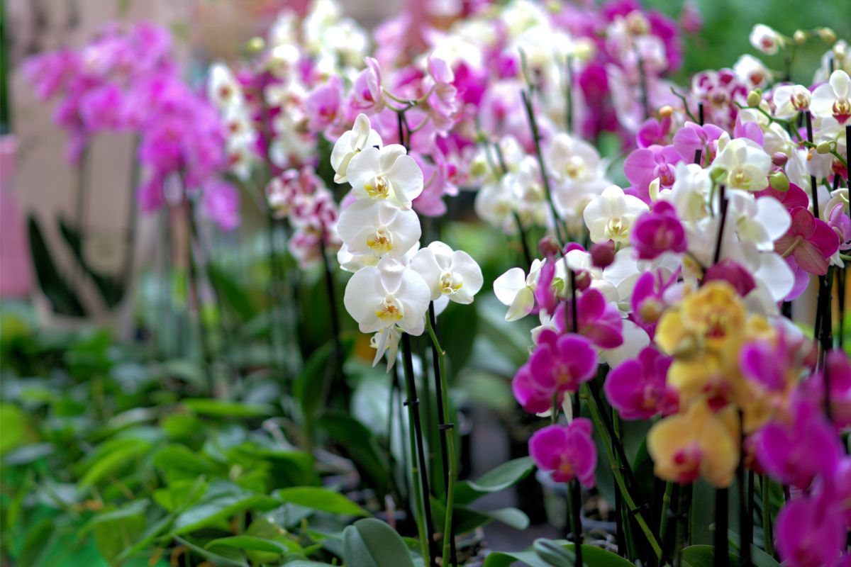 Troca de vasos de orquídeas - Fonte Canva