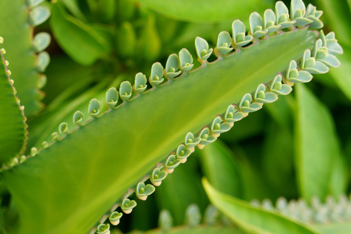 Aranto: conheça a planta asiática que lembra a babosa - Reprodução Canva