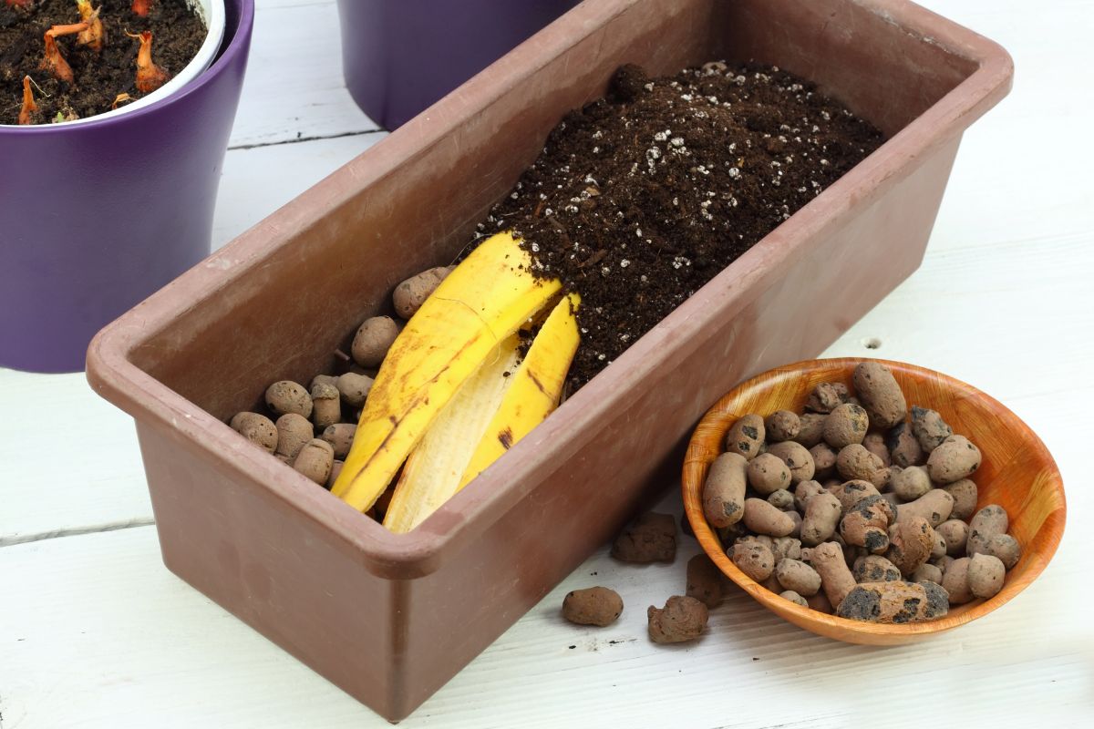 Casca de banana: saiba como transformar esse alimento em adubo - Reprodução Canva