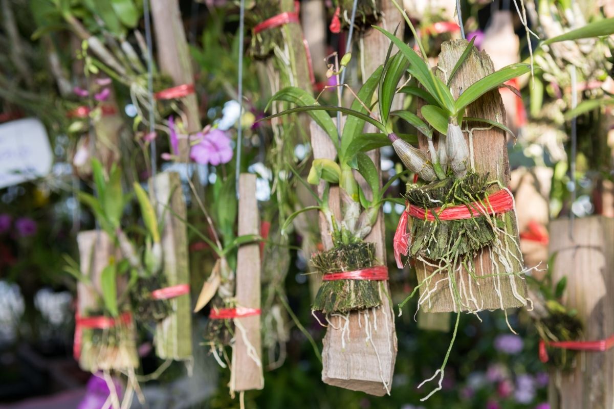 Orquídeas: veja como fazer a adubação suspensa sem errar - Reprodução Canva