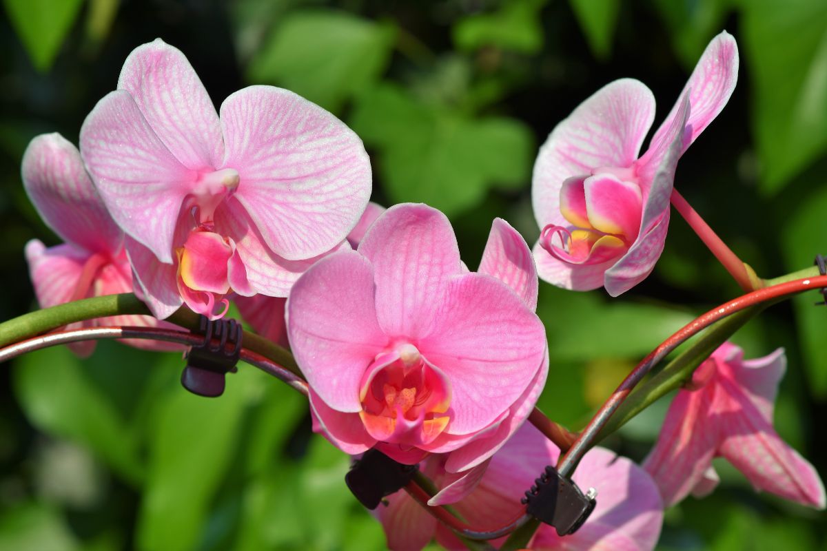 Orquídeas em casa - Fonte Canva.