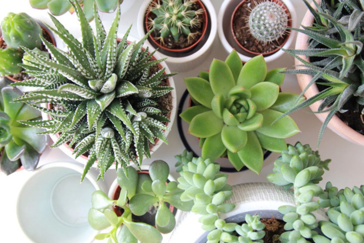 Aprenda como as plantas podem diminuir o estresse das donas de casa; confira dica - Reprodução Instagram