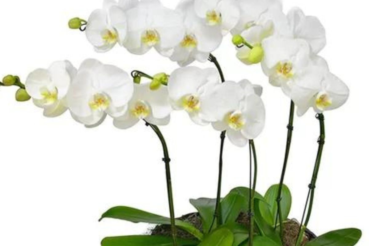 Nesse post você vai entender quais são as melhores plantas e flores para se cultivar em casa; confira - Reprodução Canva