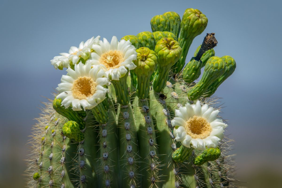 Cactos floridos: aprenda os segredos que darão flores aos seus cactos - Reprodução Canva