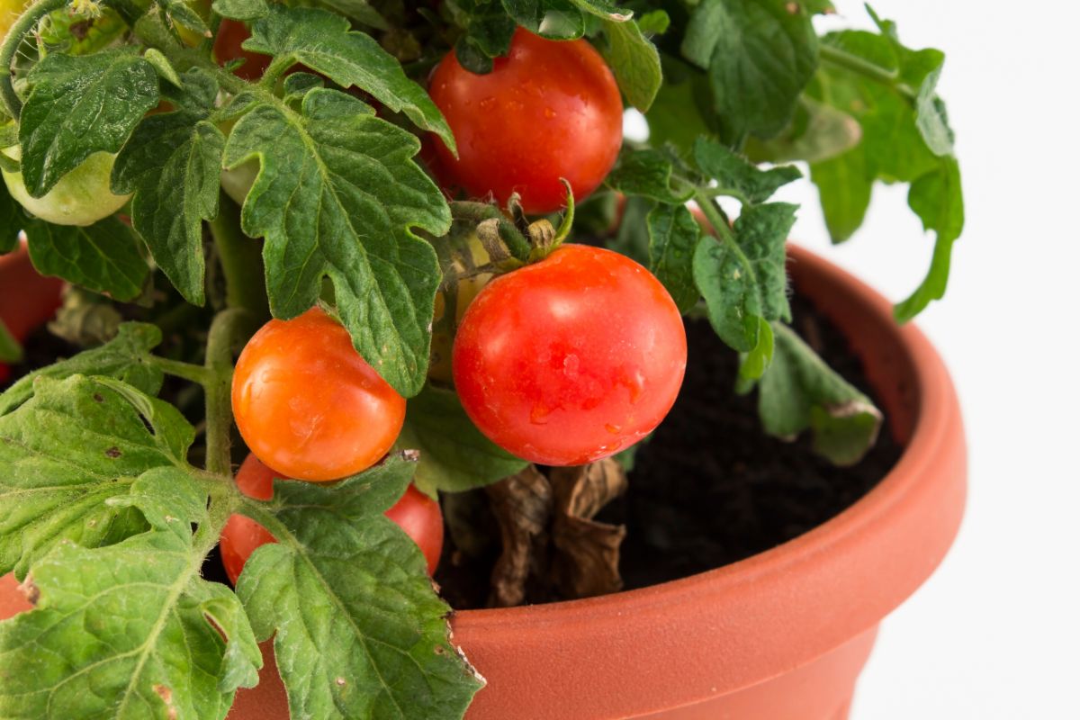 Tomate em vasos como cultivar essa fruta na sua horta; confira agora - Reprodução Canva