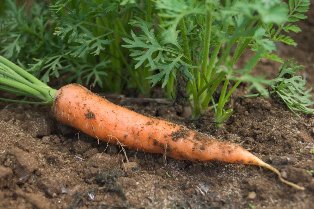 Aprenda a plantar cenoura com esse passo a passo incrível Vida de Casa